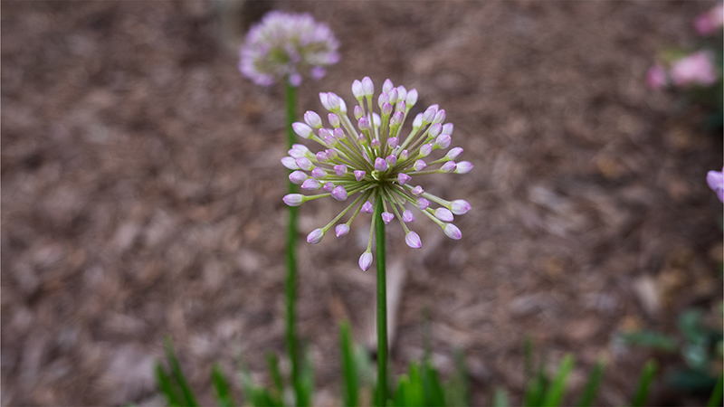 Allium-Ornamental Onion