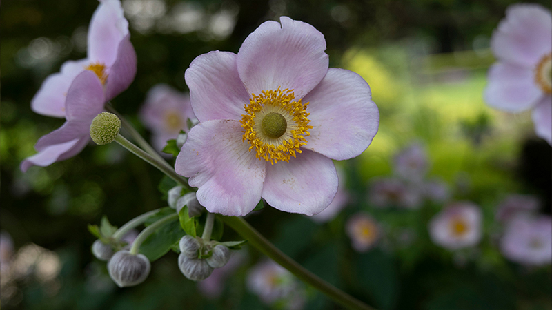 Anemone