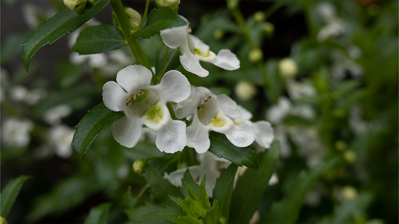 Angelonia