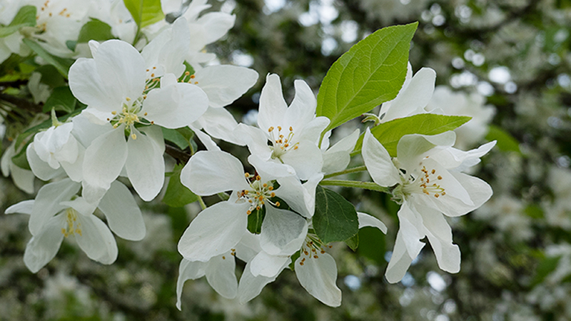 Apple Blossom-Malus