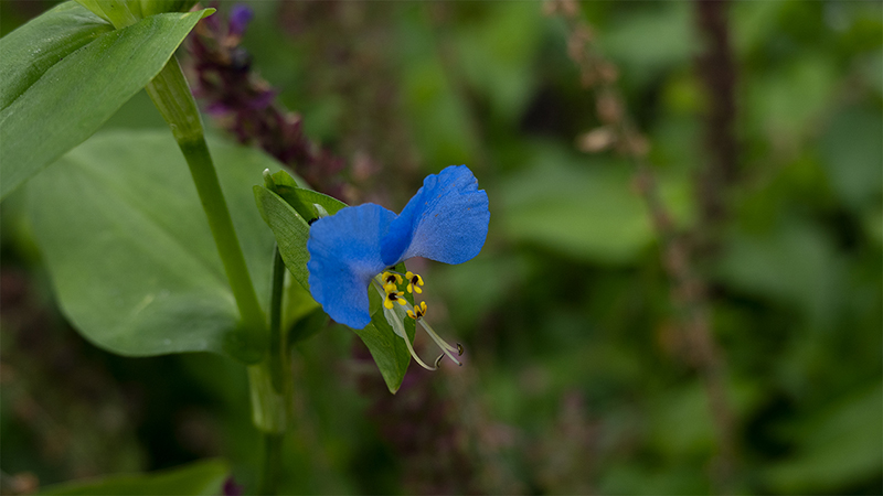 Asiatic Dayflower-Commelina