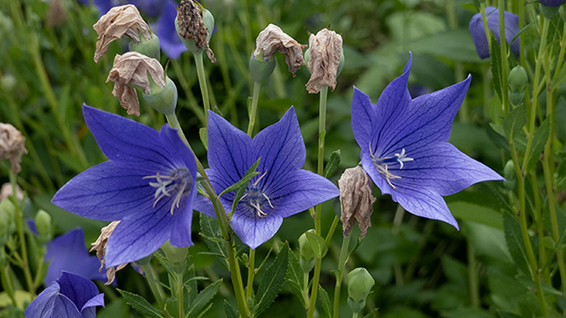 Balloon Flower-Platycodon