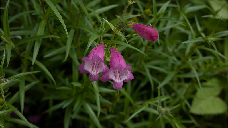 Beardtongues-Penstemon