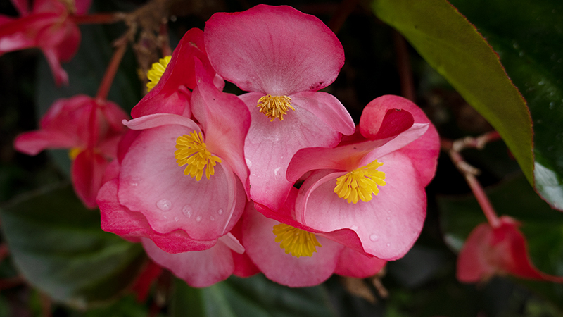 Begonia