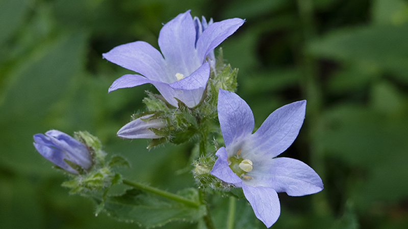 Bellflowers