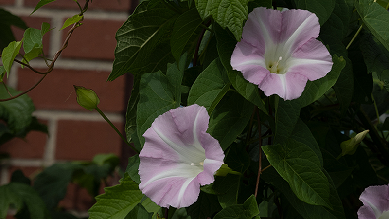 Bindweeds-Morning Glory