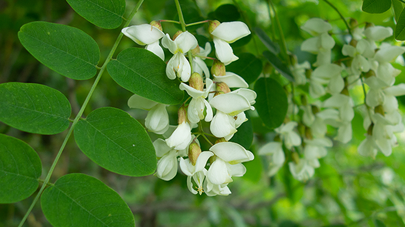 Black Locust-Robinia pseudoacacia