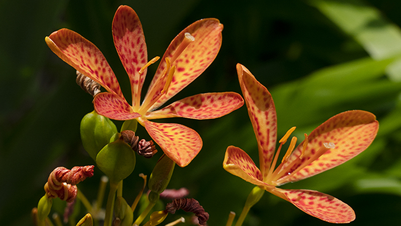 Blackberry Lily-Iris domestica