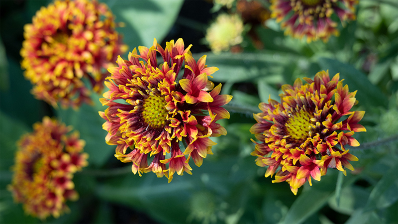 Blanket Flowers-Gaillardia