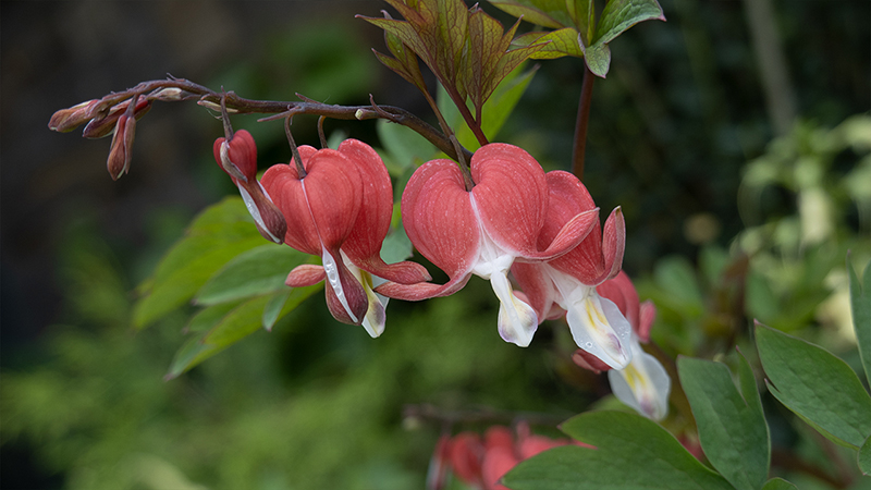 Bleeding Hearts-Lamprocapnos spectabilis