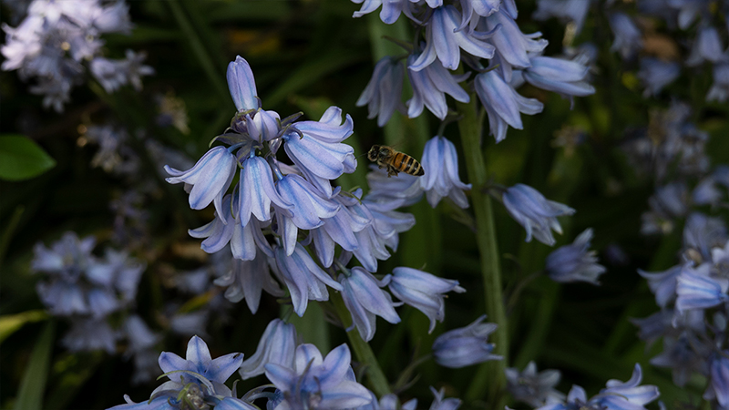 Common Bluebell-Hyacinthoides non-scripta