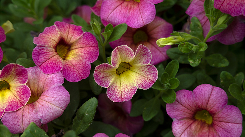 Calibrachoa-small petunia type flowers