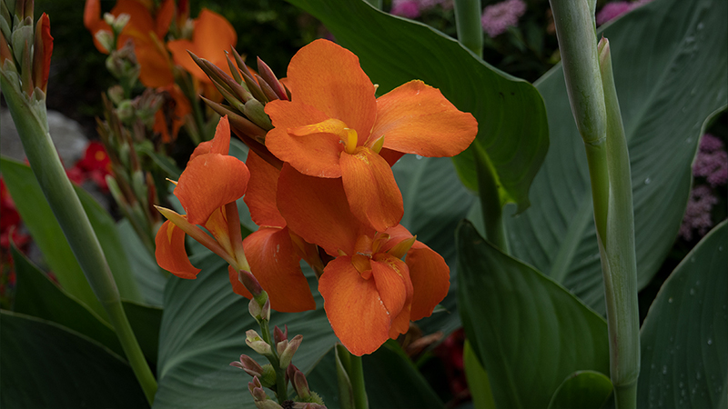 Canna indica-Indian shot