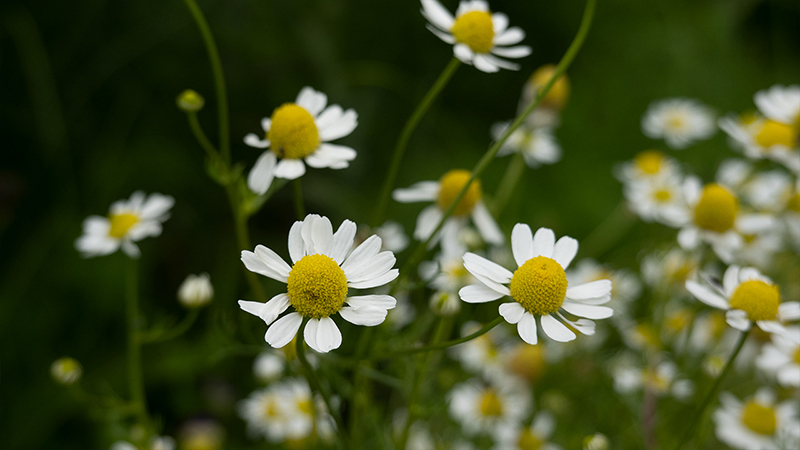 Chamomile-Matricaria Chamomilla