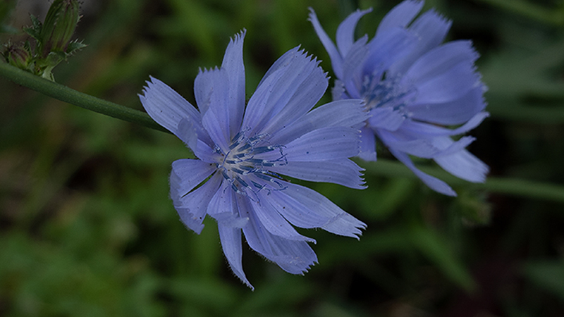 Chicory