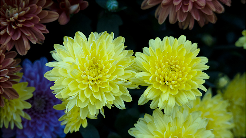 Chrysanthemum-Mums