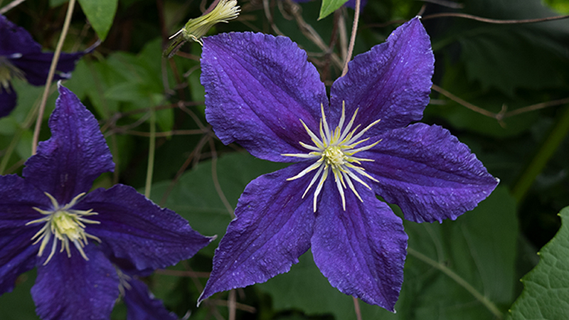 Clematis-Leather Flower