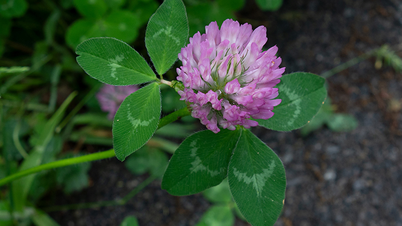 Clover-Trifolium pratense-Red Clover