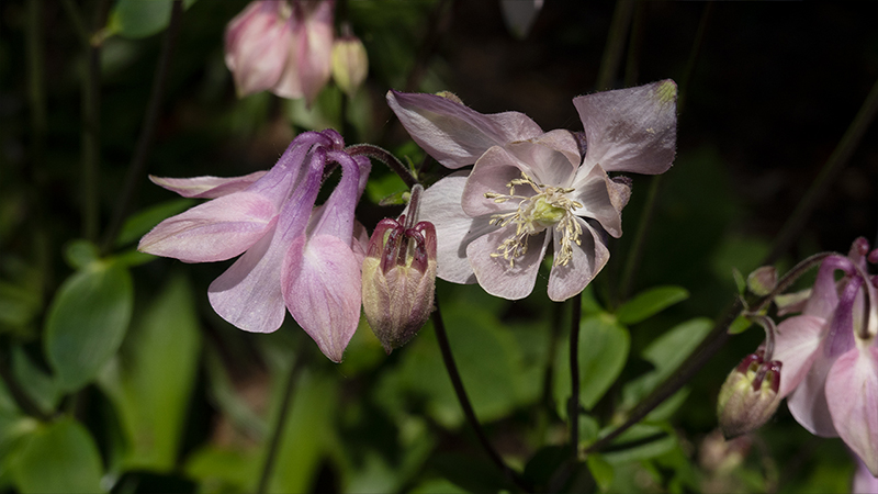 Columbine-Aquilegia