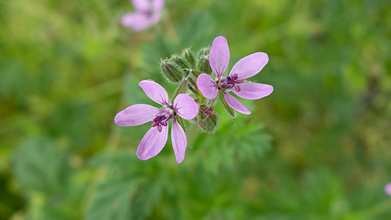 Common Stork’s Bill-Erodium