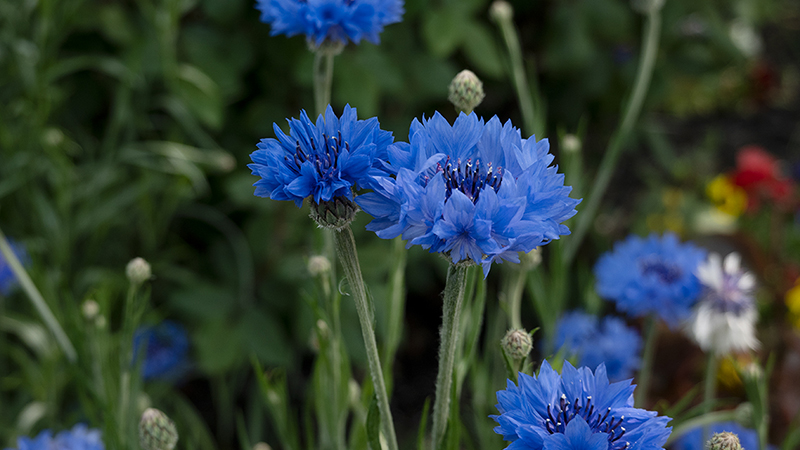 Cornflower-Bachelors Button-Centaurea