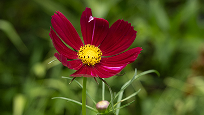 Garden Cosmos-Bipinnatus