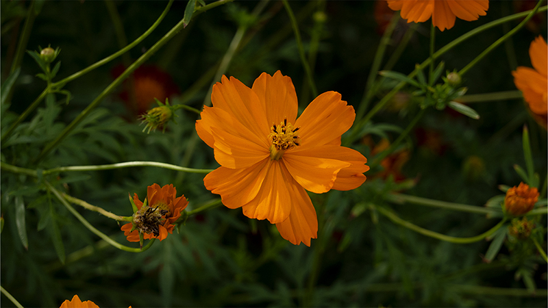 Cosmos Sulphureus-Sulfur Cosmos