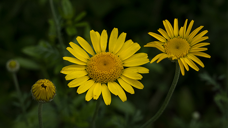 Cota Tinctoria-Golden Marguerite