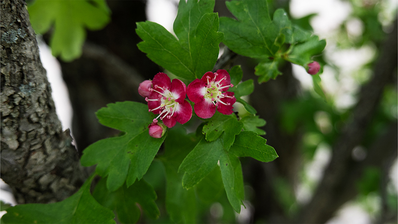 Crataegus-Hawthorns