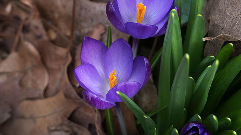 Crocus