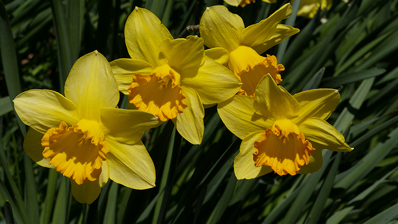 Daffodils-Narcissus