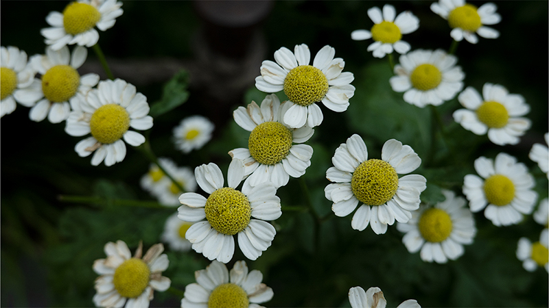 Daisy-Feverfew-Tanacetum parthenium