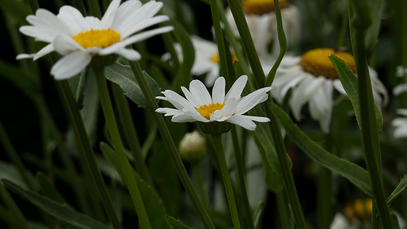 Daisy-Leucanthemum