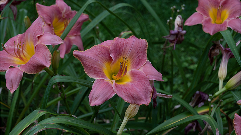 Daylilies-Hemerocallis