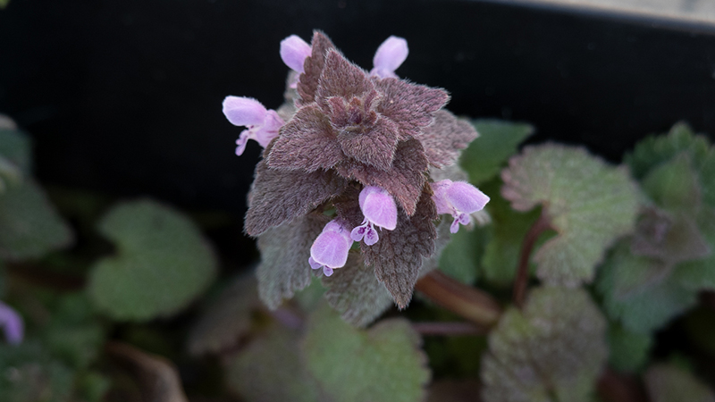 Dead Nettles-Lamium