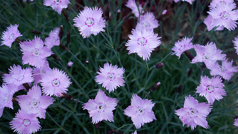 Dianthus