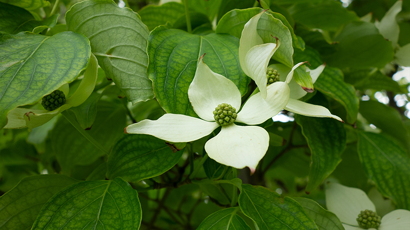 Flowering Dogwood-Cornus florida