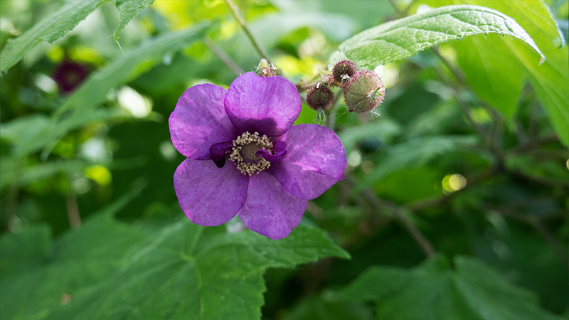 Flowering Raspberry-Rubus odoratus