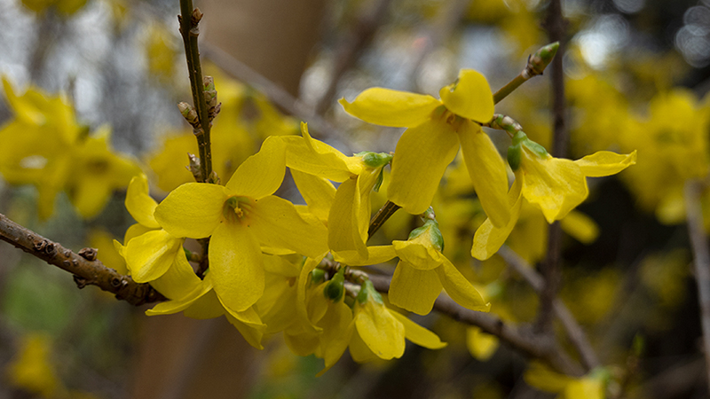 Forsythia