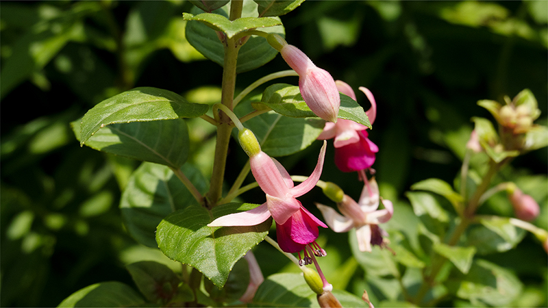 Fuchsia