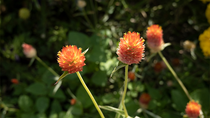 Gomphrena-Globe Amaranth