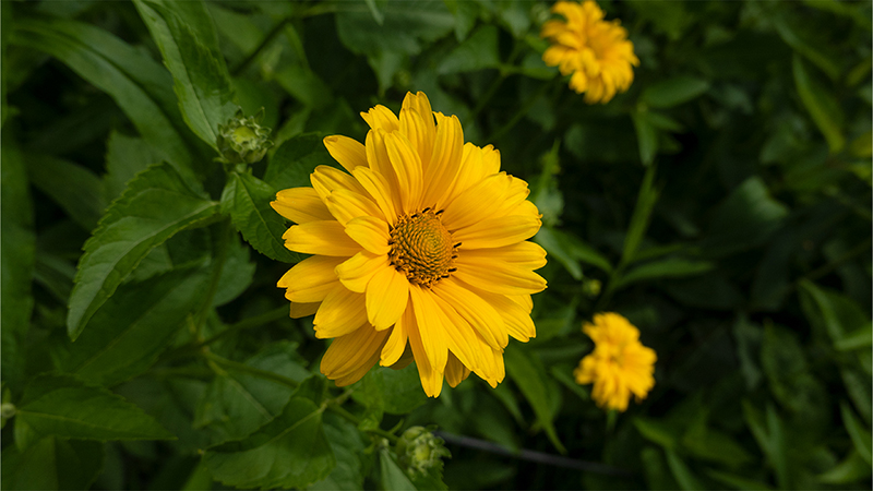 Heliopsis helianthoides-Smooth Oxeye-False Sunflower