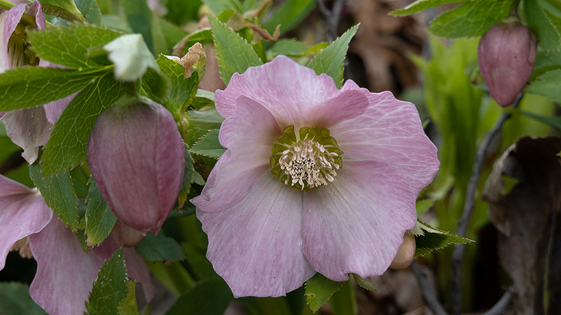 Hellebores-Lenten Rose