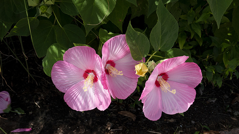 Hibiscus-Rose Mallow