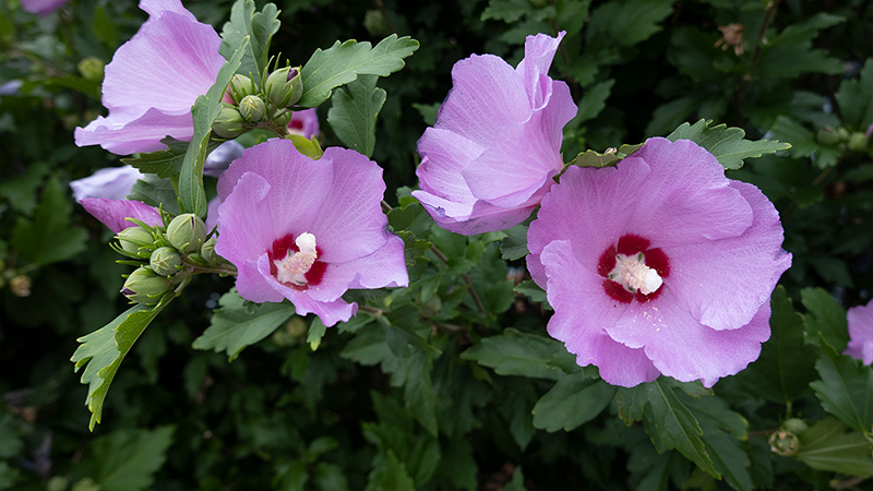 Hibiscus Syriacus-Rose of Sharon