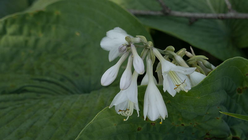 Hosta-Plantain Lilies