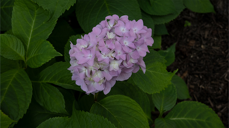 Hydrangea-Hortensia