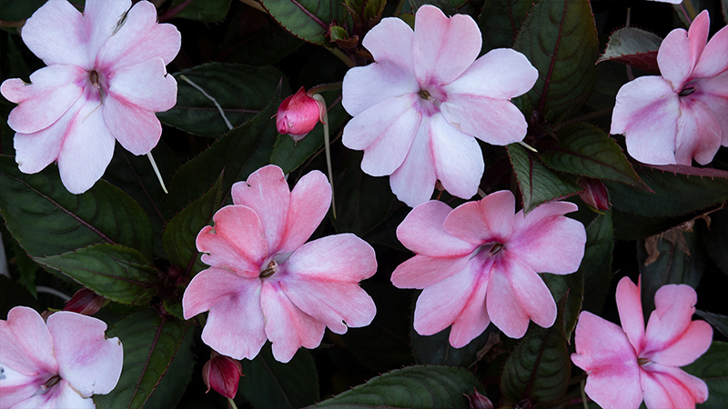 Impatiens