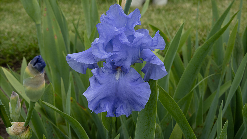 Irises