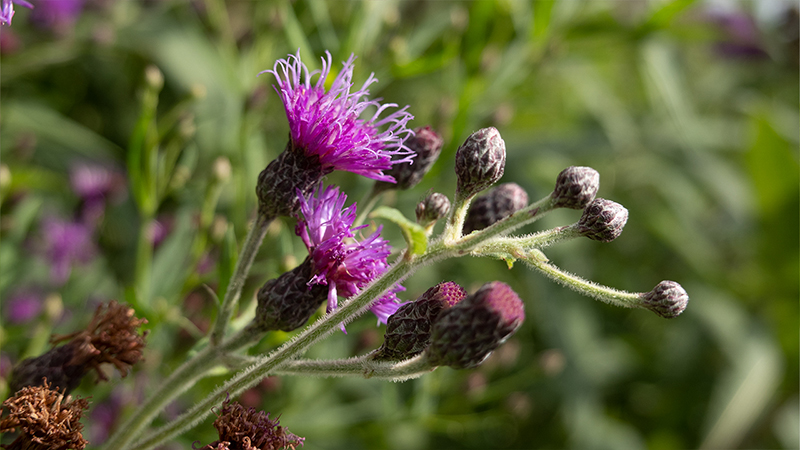 Ironweeds-Vernonia